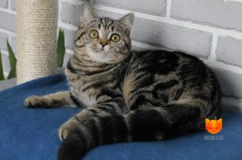 Roksolana MeowClub *BY